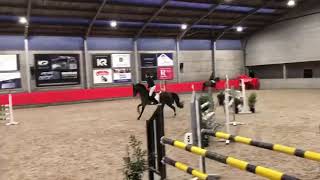 Video von Royal Dancer