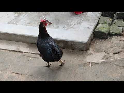 Rooster Crowing Compilation | Rooster crowing sounds 2020 | Chicken Sound | Murgir Dak ..