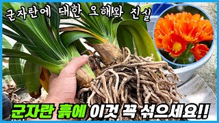 군자란 꽃피우기&분갈이에 대한 오해와 진실!!