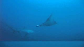 preview picture of video 'Devil Ray and a Thresher Shark, Malapascua, Philippines'