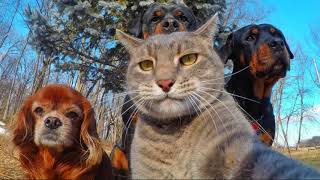 The Animals - Good Times