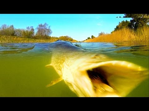 Scary giant monster pike attacks topwater and swallows Mike - a fishing lure in canal.
