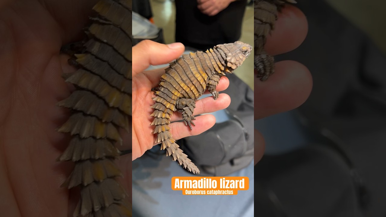 Armadillo Lizard! One of the rarest species of reptiles in the world!