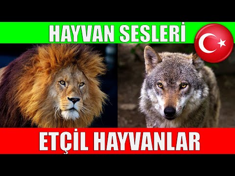 Etçil Hayvanlar ve Hayvan Sesleri - Çocuklar ve Bebekler için Türkçe Okul Öncesi Eğitici Video