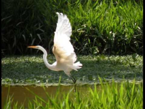 A Garça Pantaneira - Milionário e José Rico
