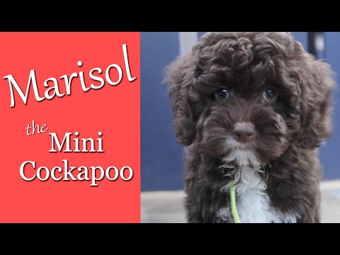 Marisol the Mini Cockapoo Puppy