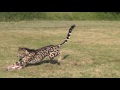 King Cheetah Shakra Chasing The Lure South Africa