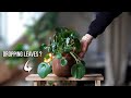 How To Treat A Pilea With Dropping Leaves