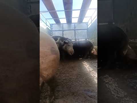 #youtubeshorts #youtubeviral #porco #venturosa #agreste #nordeste