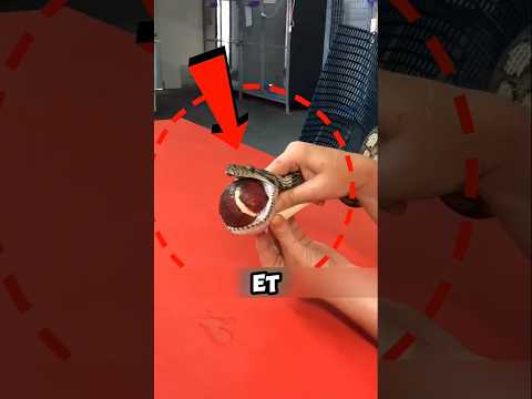 Ce serpent s’étouffait et se battait pour sa vie ! 😲