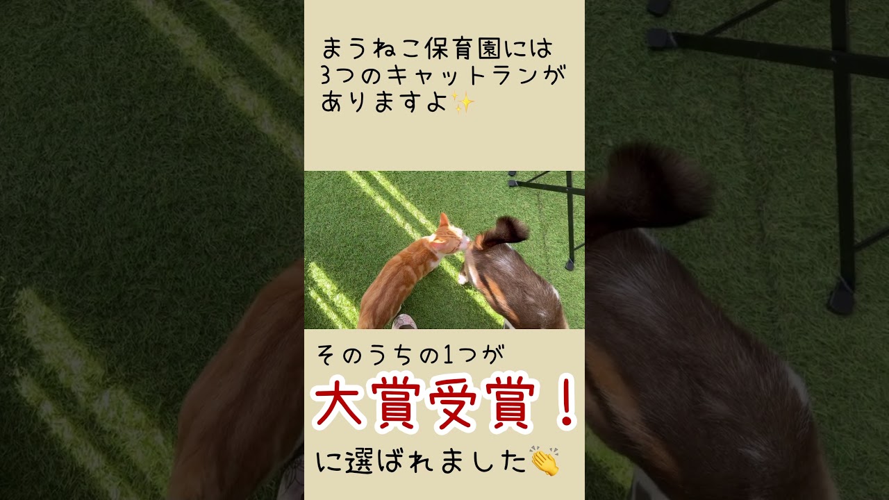 15匹の猫と快適な猫屋敷作りしています。この度、3つあるキャットランの1つがイレクター大賞受賞しました！そんな猫屋敷のラン＆ルームツアーです。本編はキャットランの値段や説明ありです