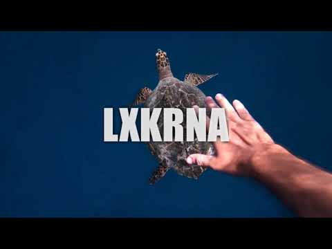 ◇LØPS 3N ✘ MRK | BABY (ZOUK LOVE 2K19)