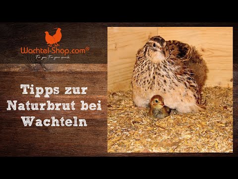 Tips for natural quail hatching | Wachtel-Shop.com