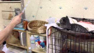 手fling fling, HELLO 貓