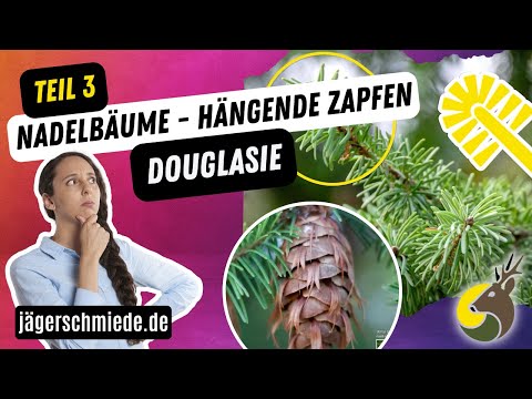 🌲Nadelbäume mit hängenden Zapfen - Douglasie (Teil 3/3)