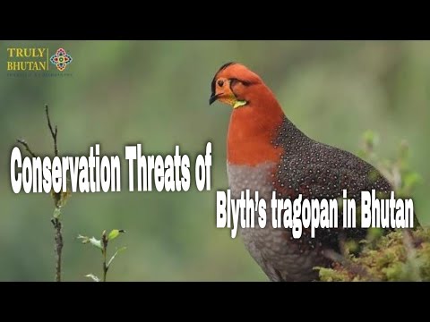 Blytov tragopan v Bhutáne