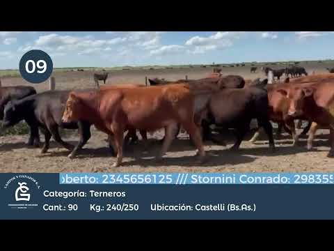 Lote Machos - Castelli Bs As