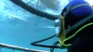 John Lydon&#39;s Shark Attack - Shark Alley Great White Shark