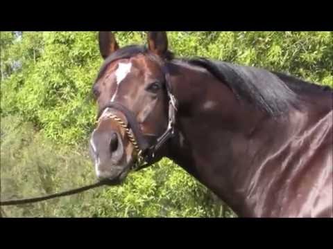 Bombora Downs Stallion Parade 2016 - Therock