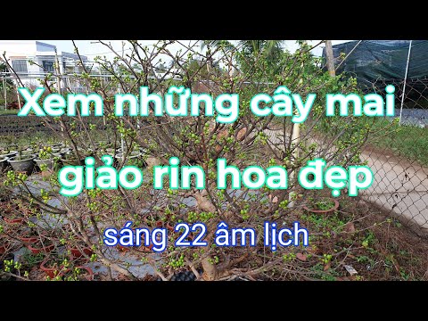 Xem cây mai giảo rin hoa đẹp,sử dụng thuốc chống rụng cánh hoa hiệu quả 22/12 âm lịch