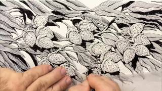 Scratchboard Illustration of Pecans for Food Package
