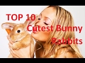 Top 10 Cutest Bunny Rabbits and funny Bunny Rabbit Pets Videos Compilation