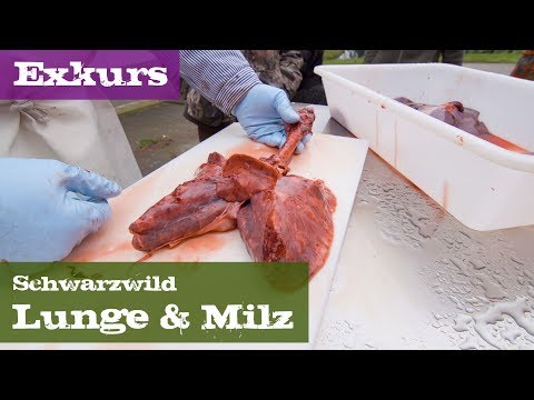 Lunge und Milz - Exkurs Organe - Schwarzwild