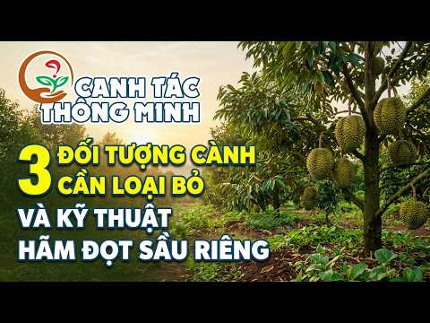 Canh Tác Thông Minh | Kỹ Thuật Tỉa Cành Và Hãm Đọt Sầu Riêng Đúng Cách ✂️