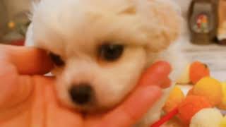 ハーフ犬の動画01