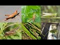 Various Grasshopper Sound Effects