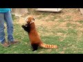The red panda is really walking