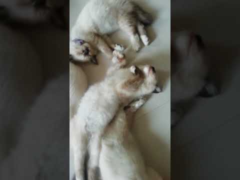 Siamese kittens bedtime