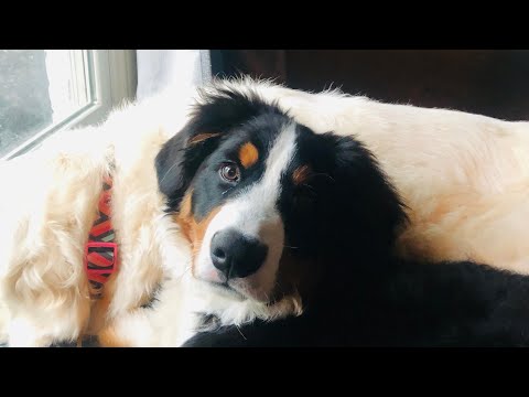 image-How much do Bernese mountain dog puppies weigh?