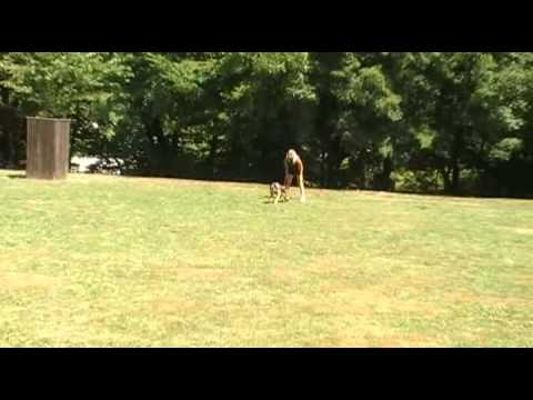 HOKY AYKMAR - protection - 11 months 7/2015, helper: Marek Černý