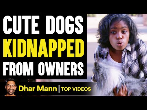 Cute DOGS KIDNAPPED From Owners, What Happens Is Shocking | Dhar Mann