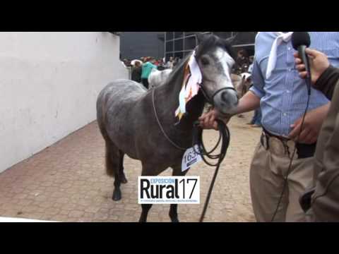 RURAL DE PALERMO 2017  CAMPEONA PETISA DE VEDIA