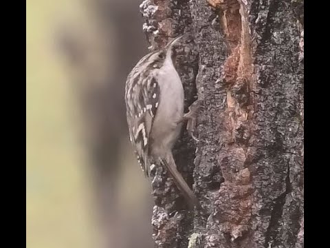 AGATEADOR COMÚ | SHORT-TOED TREECREEPER | Certhi