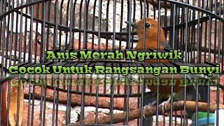Download lagu Anis merah ngriwik cocok untuk rangsangan bunyi mp3 Download lagu Anis merah ngriwik cocok untuk rangsangan bunyi mp3