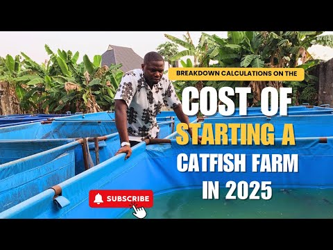 Cost of feeding 1000 catfish in 2025? Full Breakdown & Profit Calculation #catfish