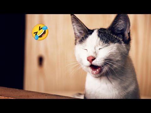 Funniest Baby And Cat Are Best Friends || #baby #funny #cat