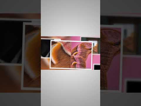 共有は思いやりです: これが Huawei Share でのシームレスなデータ転送の仕組みです