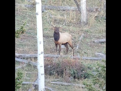 25-06 Bull Elk 400 yards