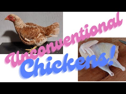 , title : 'Unconventional Homestead Chickens'