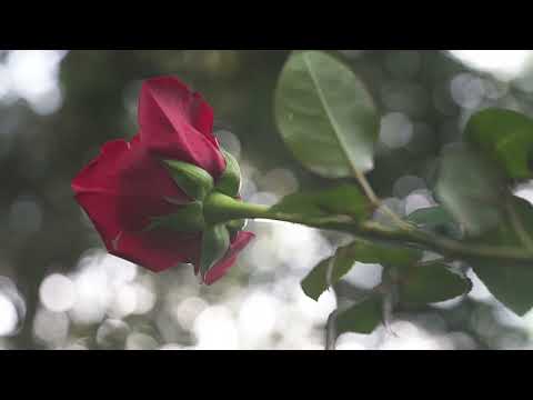 WILD FLOWERS