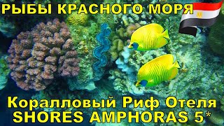 В #ШармЭльШейх  (араб. شرم الشيخ) в ноябре 2020 мы останавливались в 
отеле SHORES AMPHORAS RESORT 5* на первой линии и расположенном в 
бухте Рас-Ум-Эль-Сид (Ras Um El Sid) на красивом коралловом рифе. Здесь 
мы встретили несколько