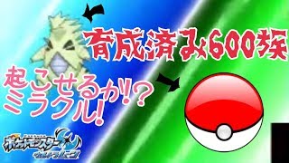 【ポケモンUSUM】気づいたら仲間大会終わってたんだが、、、【ネジキカップ】