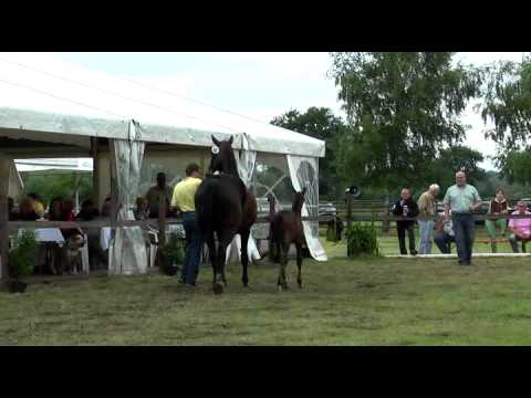 Sudweyher Fohlenschau 2015 - Kat.-Nr. 63