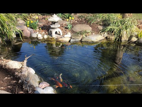 The Secret(s) to Keep Your Pond Crystal Clear | The Barefooted Gardener