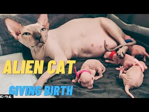 The 5 most expensive #cats in the world. Ashira #cat, and its price is more than 125,000 US #dollars