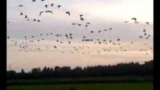 preview picture of video 'Muuttolintuja Viikissä (valkoposkihanhia) Migratory birds'